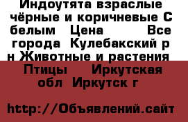 Индоутята взраслые чёрные и коричневые С белым › Цена ­ 450 - Все города, Кулебакский р-н Животные и растения » Птицы   . Иркутская обл.,Иркутск г.
